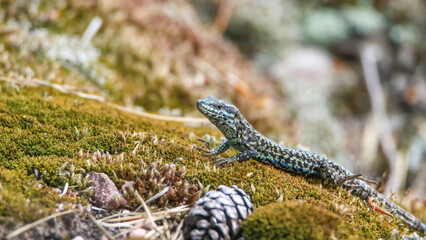 Common wall lizard