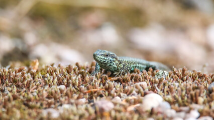 Common wall lizard