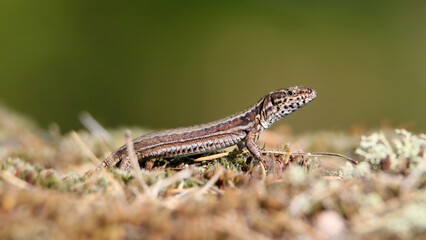 Common wall lizard
