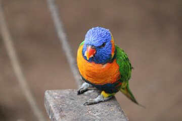 rainbow lorikeet on a tree