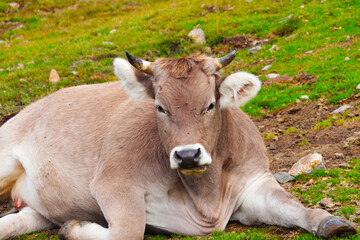 Obraz na płótnie Canvas Healthy Cow resting in Andorra.