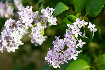 purple blooming varietal double lilac with green leaves in spring garden
