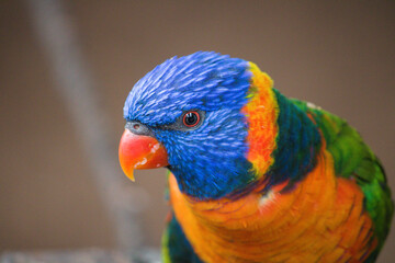 rainbow lorikeet parrot