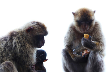Gibraltar monkeys family, the mother has the baby and the father was eating cookies . 
