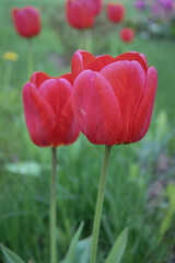 red tulips in the garden