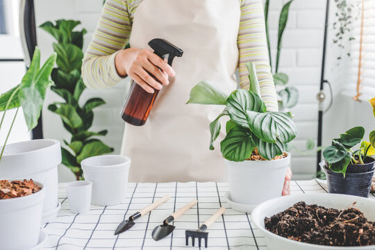 Asian Woman hand spray on leave plants in the morning at home using a spray bottle watering houseplants Plant care concept