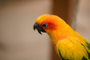red and yellow macaw