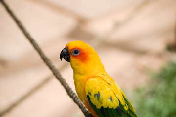 red and yellow macaw