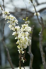 蘇芳の花