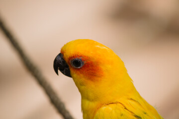 yellow macaw