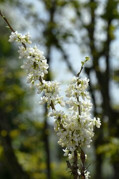花蘇芳 Images Browse 116 Stock Photos Vectors And Video Adobe Stock