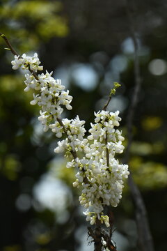 花蘇芳 Images Browse 116 Stock Photos Vectors And Video Adobe Stock