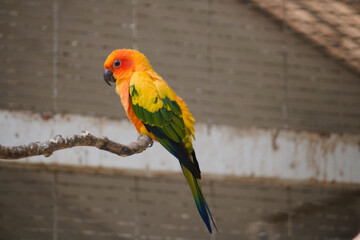 green winged macaw