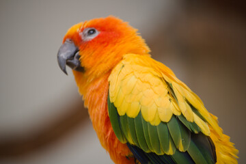 red and yellow macaw