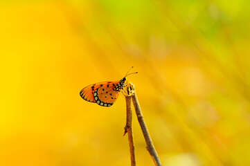 butterfly on dry twig, yellow background