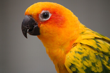 blue and yellow macaw