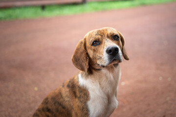A little local beagle dog is sitting on dirt ground and looking to camera. Animal portrait photo with eye focus.