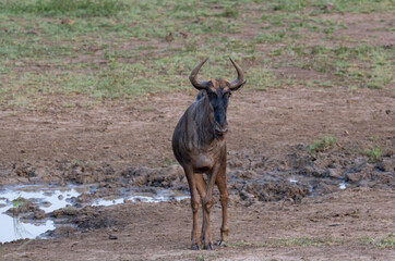 Gnu im Naturreservat Hluhluwe Nationalpark Südafrika 