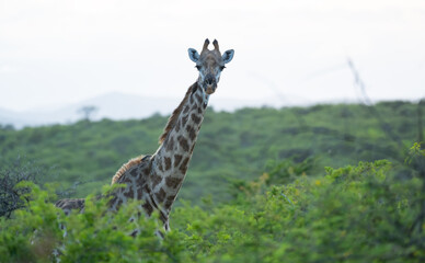 Obraz premium Giraffe im Naturreservat im Hluhluwe Nationalpark Südafrika