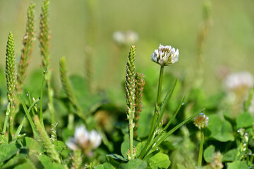 シロツメクサとオオバコ