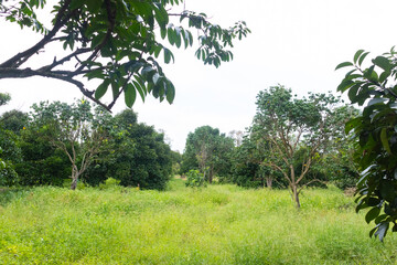 closeup of durian on the tree at Thailand