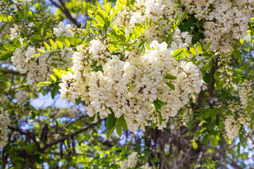 White acacia flower closeup (Robinia pseudoacacia). Acacia tree bloom