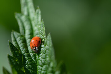 a young ladybug sits on a nettle leaf in the morning. It is covered with small drops of dew. His points are not yet fully developed.