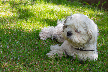 A cute white shih tzu dog lies on the green grass outside on a spring day. copy space