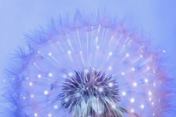 Fluffy dandelion in under ultraviolet light, background