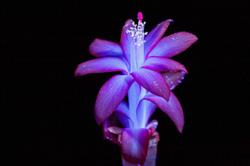 Bright pink flower in ultraviolet light