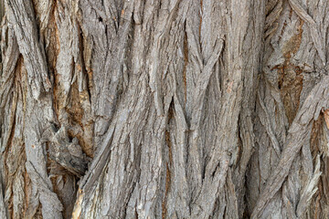 Old Wood Tree Texture Background Pattern