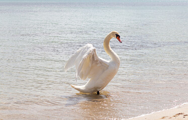 Mute Swan (Cygnus olor) ready to take off with wings spread.