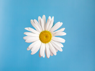 Isolated one big chamomile flower with white petals and yellow heart on blue background. Flat lay. Top View from above. High quality photo. Copy space. Floral design. Summer creative minimal concept