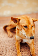 cute and adorable lost dog