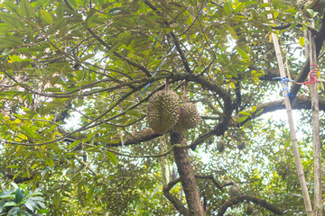 closeup of durian on the tree at Thailand