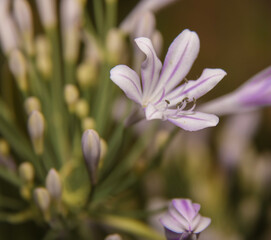 African Lily . Pale lavender and white . Oblique view . Close up