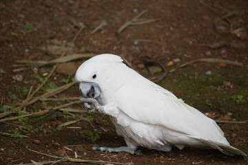 white macaw