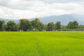 green rice field in Thailand