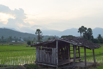 old cottage in green rice field