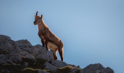 Alpine ibex in the Julian Alps high in the mountains