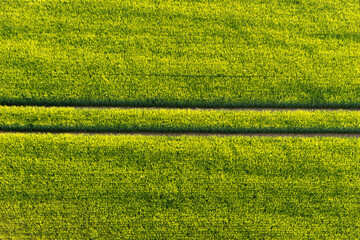 Straight lane in green field from above. Aerial view