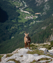 Alpine ibex in the Julian Alps high in the mountains