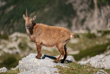 Alpine ibex in the Julian Alps high in the mountains