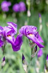 Lot Iris. Purple irises grow in the spring garden. A plant with impressive flowers, garden decoration. Iris flowers soaked in rain.