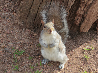 Squirrel looking for food.