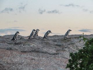 African penguins in Cape Town.