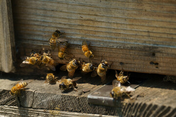 一生懸命に働く健気なみつばち