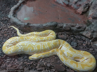 Yellow, white snike laying around.