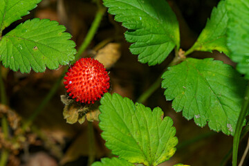 森の中で見かける可愛い蛇苺