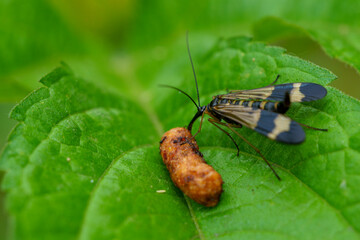 日本のシリアゲムシ